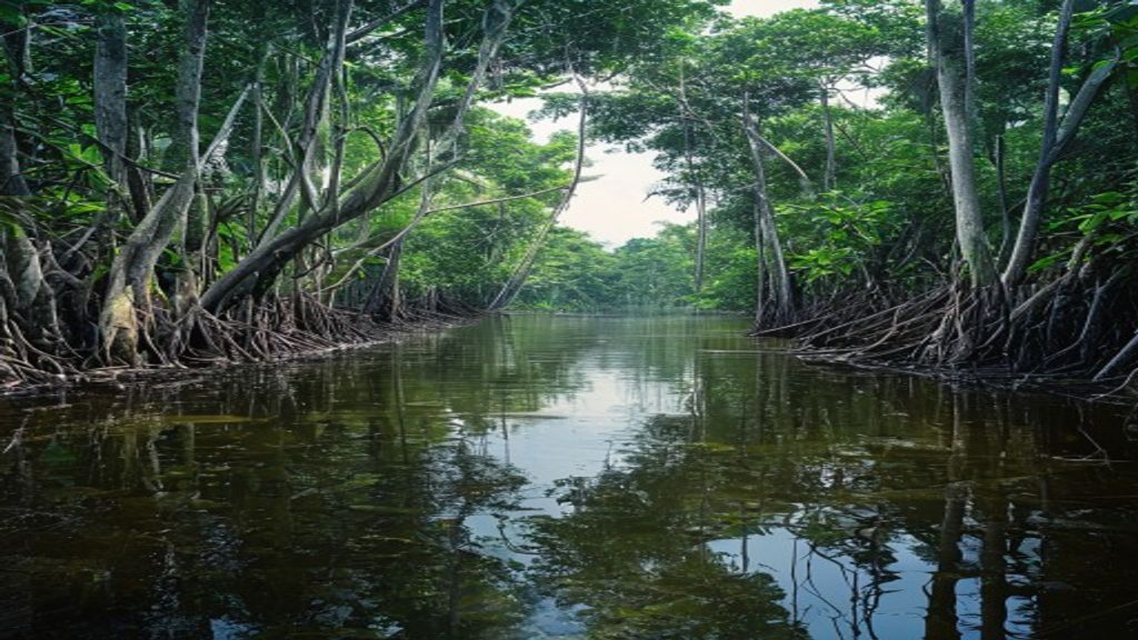 පුට්ටලම් දිස්ත්‍රික්කයේ අට මැන්ග්‍රෝව් පද්ධති නව රක්ෂිත ලෙස පත් කරන ලදී